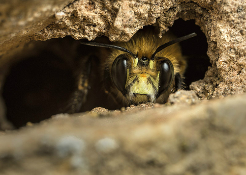 Male Hairy-footed Flower Bee ([i]Anthophora plumipes[/i]), in a hole in my house wall. Warwickshire, March 2014.