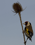 GOLDFINCH REF GOLD 6