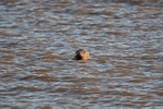 Atlantic Grey Seal