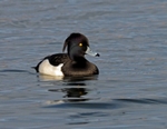 Tufted Duck