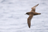 Sooty Shearwater in flight at sea off Cape Point, South Africa