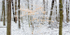 WINTER BEECH - NORFOLK COUNTY