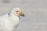 Snowy Sheathbill portfolio