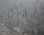 Reeds