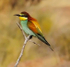 European Bee-eater