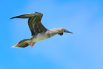 Red-footed Booby (juvenile) hovering, Kilauea Point, Kauai