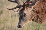 Red Deer