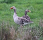 Greylag Geese