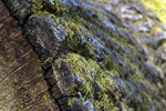 Tree - 8796