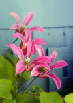 Pink Blue & Green..