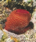 Actinia fragacea