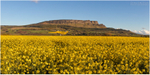 Binevenagh Rapeseed Field (IMG1235)