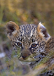 Leopard cub 2