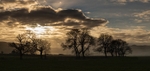 Tree silhouette