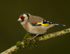 GOLDFINCH REF GOLD 4