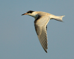 Common Tern (juvenile) in flight at Farmoor Reservoir