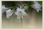 Hippeastrum 'Amputo'