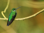 Green-crowned Brilliant (female) back, Costa Rica