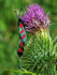 Six-Spot Burnet