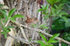 Wren