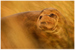 Gold Seal 