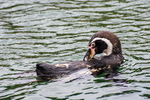 Humboldt Penguin - DSC_3628