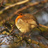 Robin