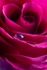Even a Rose Can Cry
