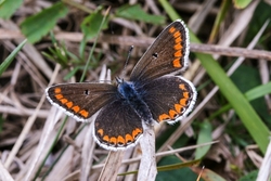 Brown Argus