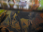 Common Frogs spawning, Bristol, BR_005