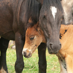 Mother and young foal, Ireland