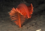 Pennatula phosphorea