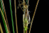 Emerging Emperor