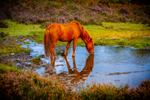 Chestnut Horse-IMG_7921