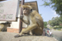Tonge Macaques_Kandy Sri lanka__0012