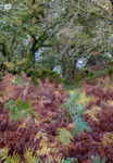 Autumn shades