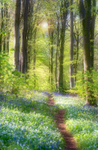 Bluebell Walk