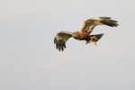 Marsh Harrier portfolio