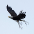Bald Eagle in flight with nest material