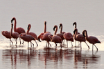 Lesser Flamingo portfolio