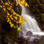 Autumn Falls