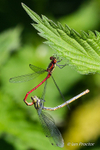 Small Red Damselfly Tandem Hanging on Leaf Edge