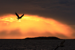 Sea Eagle flying at sunset, Flatanger, Norway