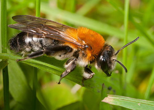 [i]Andrena nitida[/i] (=[i]pubescens[/i]), female. Warwickshire, May 2012.