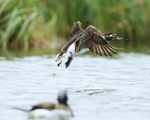 Long-tailed Duck (female) takes off, Iceland