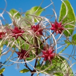 Old man's beard (Clematis vitalba) 