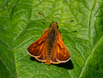 Large Skipper