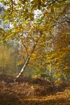 <center>Foxhall Woods</center><br>