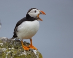 Auk