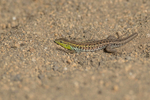 Snake-eyed Lizard